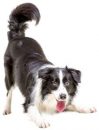 bordercollieparaweb